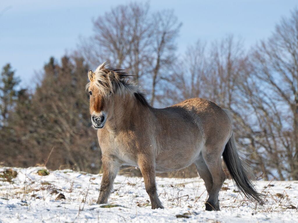 Pferd im Schnee bei Rothaus