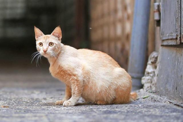 Katzen in Ihringen mssen zuknftig sterilisiert oder kastriert werden