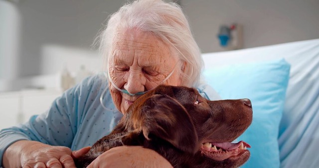 Hunde sind im Krankenhaus eher die Aus...besondere Art und schenken Zuversicht.  | Foto: TommyStockProject (stock.adobe.com)