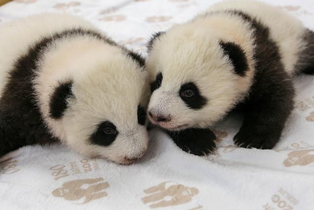 Kurz vor Krabbelalter - Panda-Zwillingen geht es prächtig