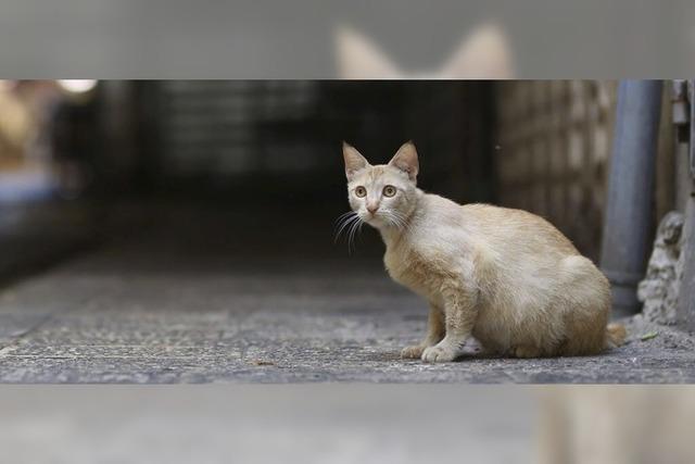 Immer mehr Streunerkatzen