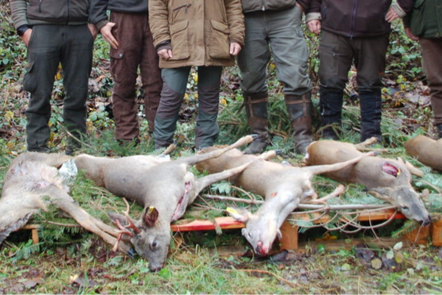 Bei der Treibjagd im Steinatal muss jeder Schuss sitzen