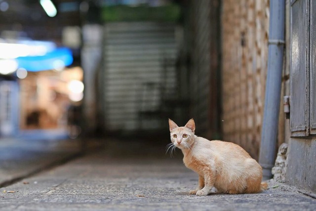 Echte Streunerkatzen sind meist streit...suchen einen lokalen Unterschlupf auf.  | Foto: Shadi Jarar'ah (dpa)