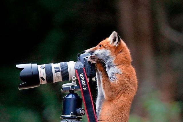 Fchse haben es dem Freiburger Tierfotograf Klaus Echle angetan