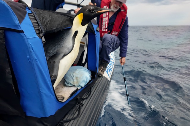 Der Kaiserpinguin ist zur Freude seiner Betreuer wieder in Freiheit (Handout).  | Foto: Miles Brotherson/Department of Biodiversity, Conservation and Attractions/AP