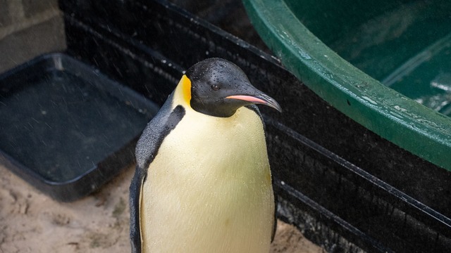 Der Kaiserpinguin wurde von einer Vogelpflegerin aufgep&auml;ppelt (Handout).  | Foto: Miles Brotherson/DBCA/dpa