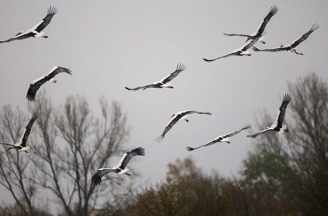 Das verregnete Jahr war schlecht f&uum...n Baden-W&uuml;rttemberg. (Archivbild)  | Foto: Thomas Warnack/dpa