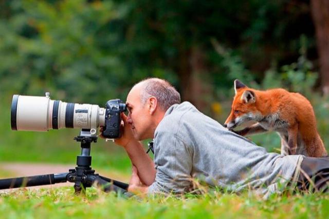 Dem Freiburger Tierfotograf Klaus Echle haben es die Fchse angetan