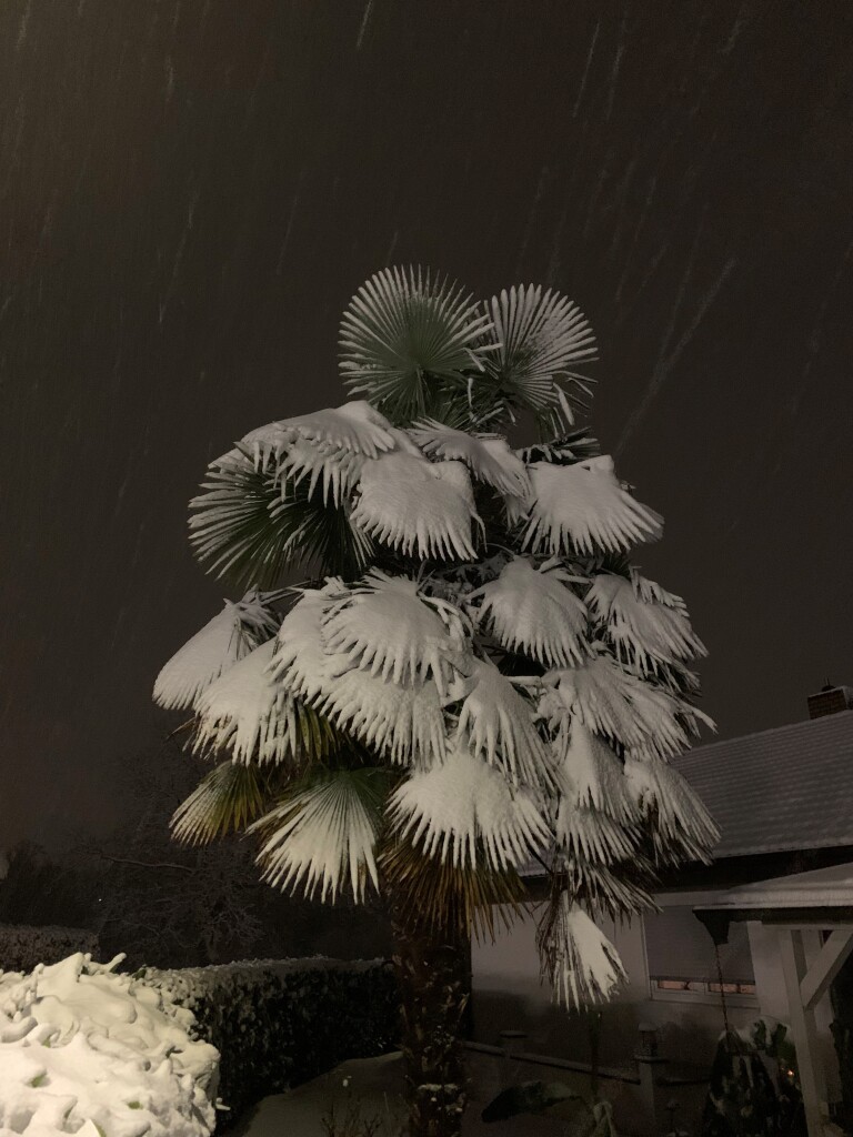 Palme im Schnee - bekommt man nicht alle Tage zu sehen.