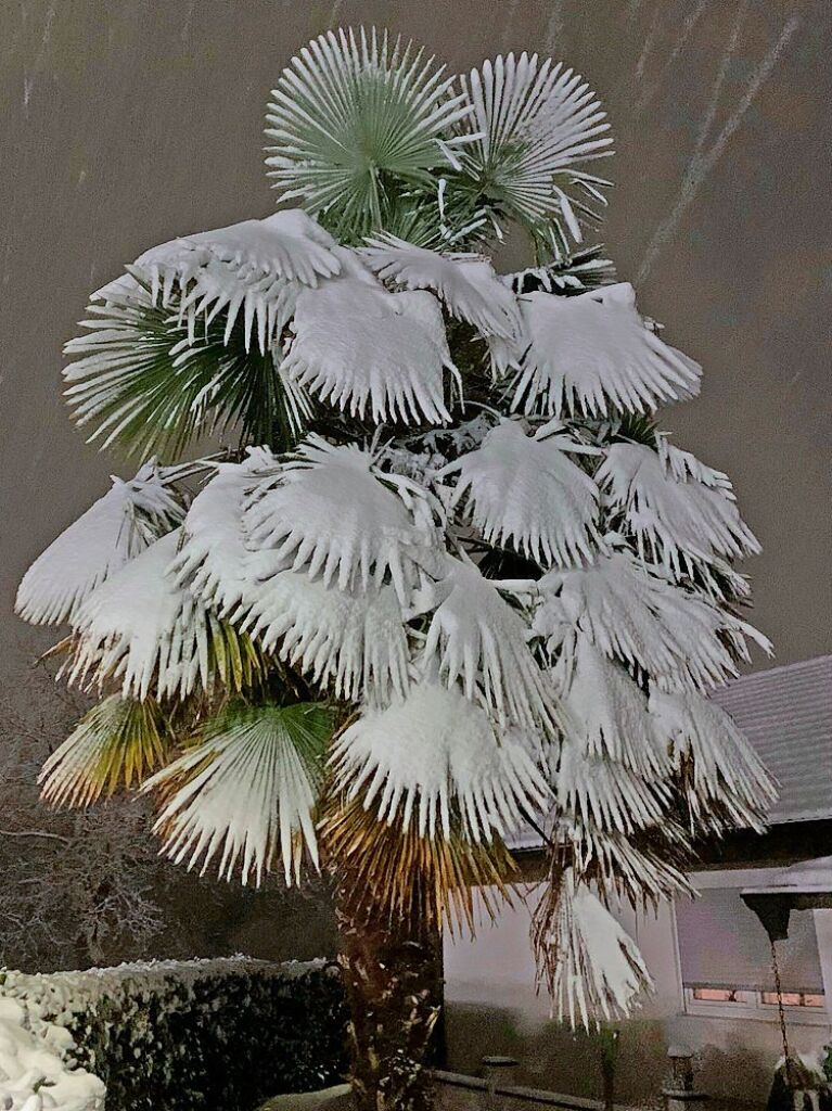 Palme mit Puderzucker: Diese Pflanze steht in Neuenburg an der Westtangente.