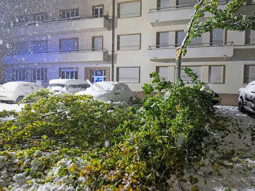 Die Mllheimer Wehr rckte zu einem Baum aus, der in der Wehrgasse unter der Schneelast zusammengebrochen war.  Die Einsatzkrfte machten die Strae wieder frei.