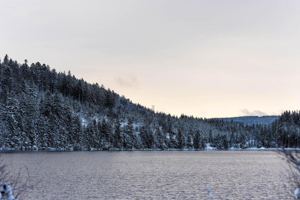 Schneebedeckte Bume am Ufer des Windgfllweihers bei Lenzkirch