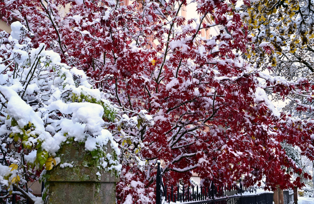 Winter in Freiburg