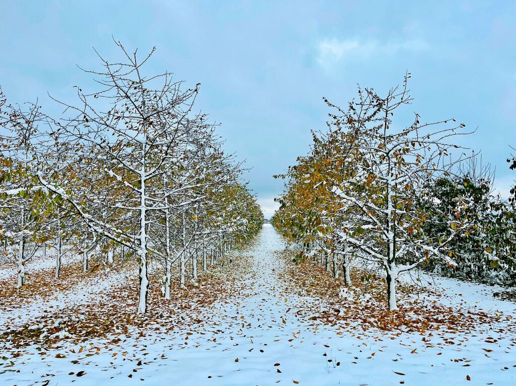 Herbst trifft Schnee – vergleichsweise frh gab es dieses Sptjahr den ersten Wintereinbruch im Markgrflerland.