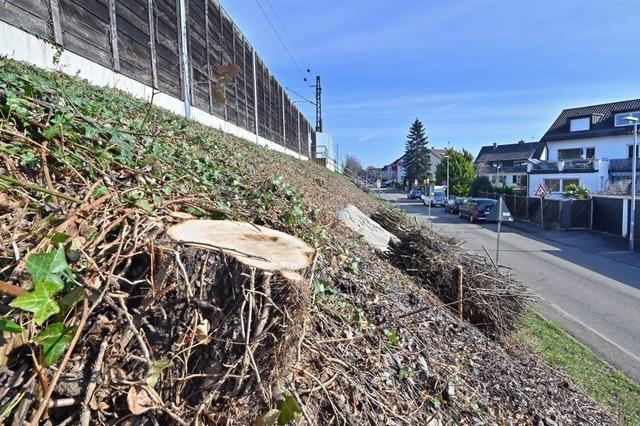 Fr zwei Bahnbrcken lie die Bahn in Freiburg 25 geschtzte Bume fllen