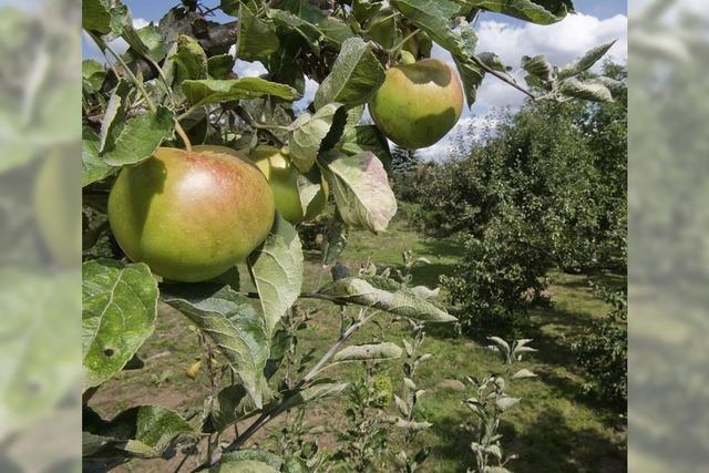 Wo Kippenheim noch kopunkte sammeln kann