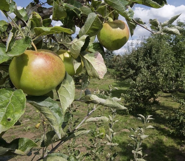 Streuobstwiesen und andere Manahmen geben kopunkte.  | Foto: Julian Stratenschulte (dpa)