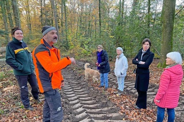 Frster erklrt, warum im Wald bei Badenweiler viele Bume gefllt werden