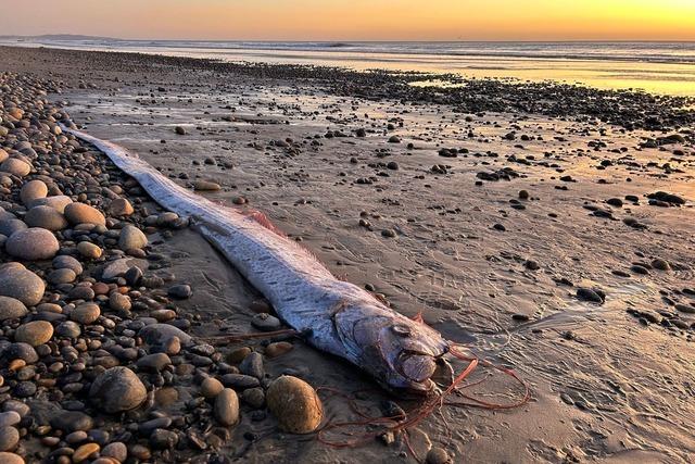 Von wegen Weltuntergang - Forschende begeistert über Fische