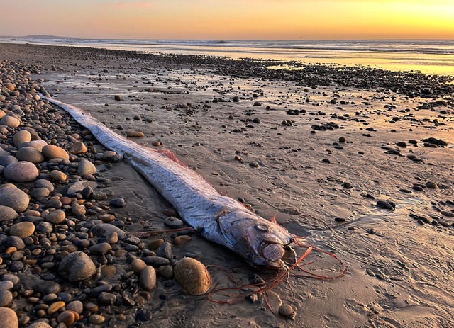 Dieser etwa drei Meter lange Riemenfis...alifornien an den Strand gesp&uuml;lt.  | Foto: Alison Laferriere/Scripps Institution of Oceanography/dpa