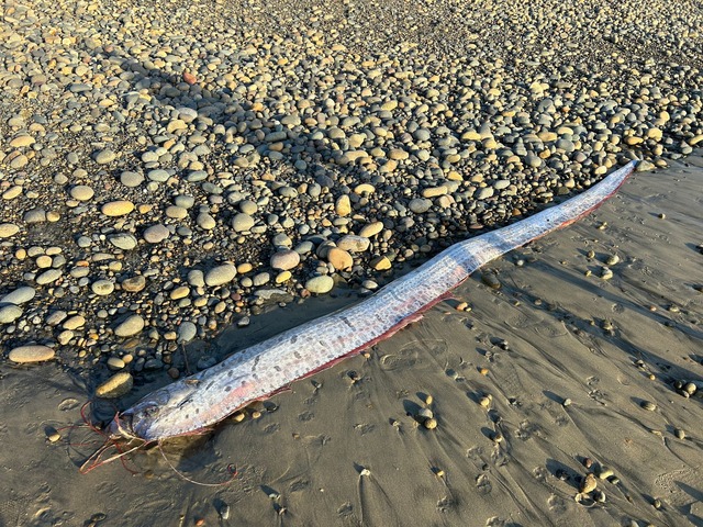 Riemenfische k&ouml;nnen bis zu neun Meter lang werden.  | Foto: Alison Laferriere/Scripps Institution of Oceanography/dpa