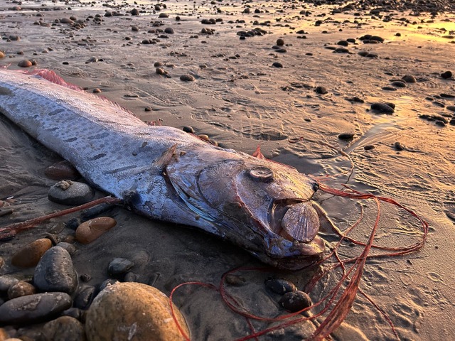 Fotos der selten angesp&uuml;lten Tier...nternet h&auml;ufig schnell die Runde.  | Foto: Alison Laferriere/Scripps Institution of Oceanography/dpa