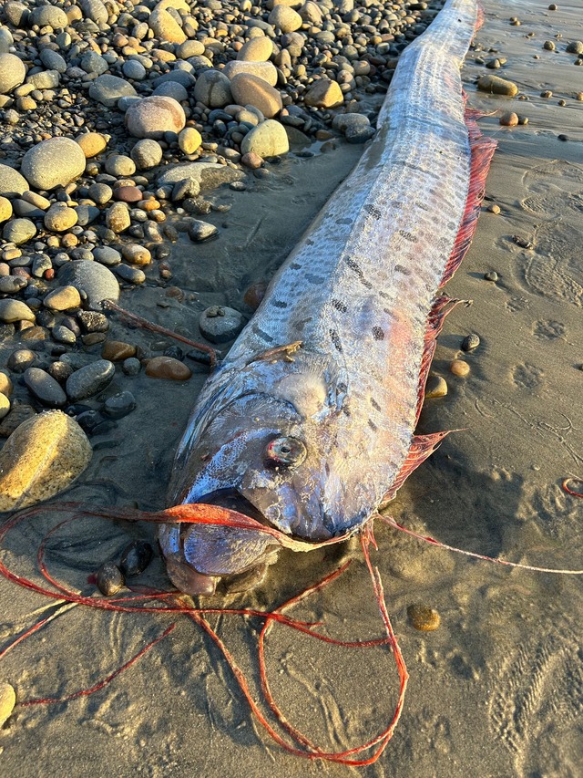 Riemenfische fallen durch ihre L&auml;nge und durch hellrote Flossen auf.  | Foto: Alison Laferriere/Scripps Institution of Oceanography/dpa