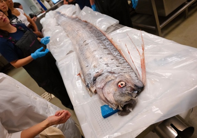 Bisher sind Riemenfische nur wenig untersucht.  | Foto: Erik Jepsen/University of California San Diego/dpa