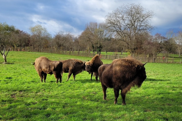 Glckliches Ende: Die Gersbacher Wisente Bubi und Kressie sind gerettet und leben jetzt am Bodensee