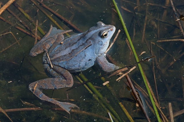 Moorfrosch-M&auml;nnchen schimmern in der Balzzeit violett.  | Foto: Andreas N&ouml;llert/DGHT/dpa