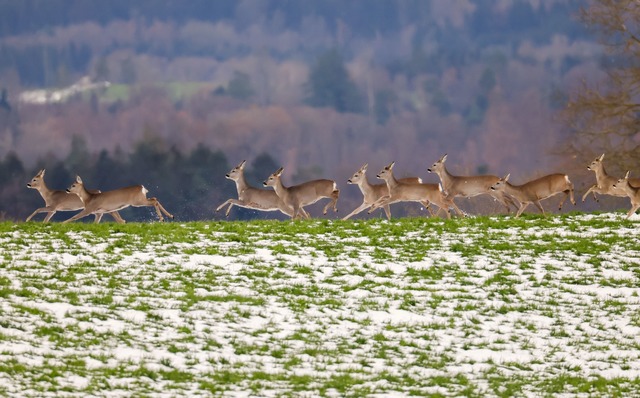 In der kommenden Woche soll es mild we...mit fr&uuml;hlingshaften Temperaturen.  | Foto: Thomas Warnack/dpa