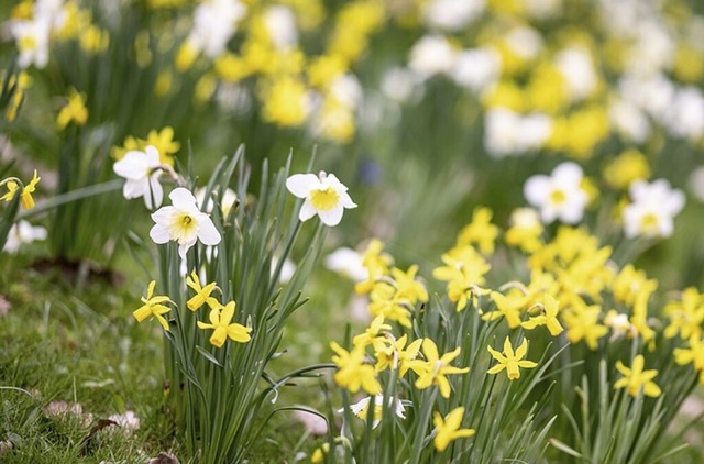 Der Imkerverein hat tausende Blumenzwi...nenfreundlichen Frhblhern gepflanzt.  | Foto: Fabian Sommer (dpa)