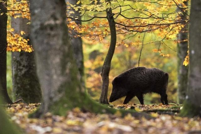 Neue Wege bei der Jagd