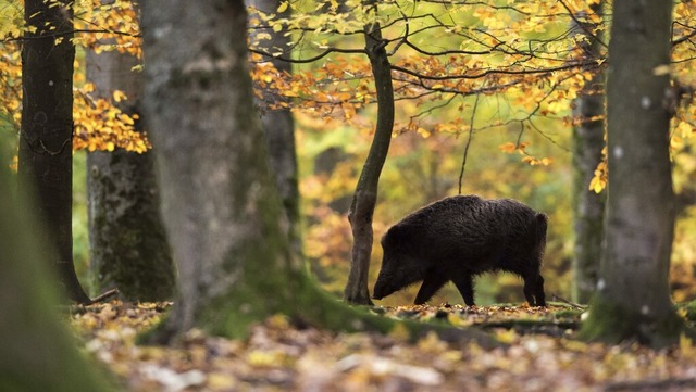 Wildschweine richten in Kappel-Grafenh... will die Gemeinde knftig verhindern.  | Foto: Lino Mirgeler (dpa)