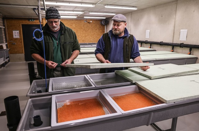 Die Wildlachs-Eier werden &uuml;ber de... im Wildlachszentrum ausgebr&uuml;tet.  | Foto: Oliver Berg/dpa