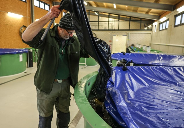 Bis zur vollst&auml;ndigen Laichreife ...nschlie&szlig;end wieder freigelassen.  | Foto: Oliver Berg/dpa