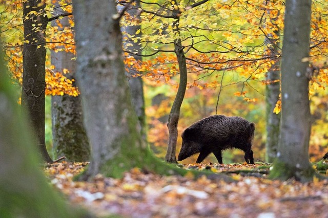 Wildschweine richten in Kappel-Grafenh... will die Gemeinde knftig verhindern.  | Foto: Lino Mirgeler (dpa)