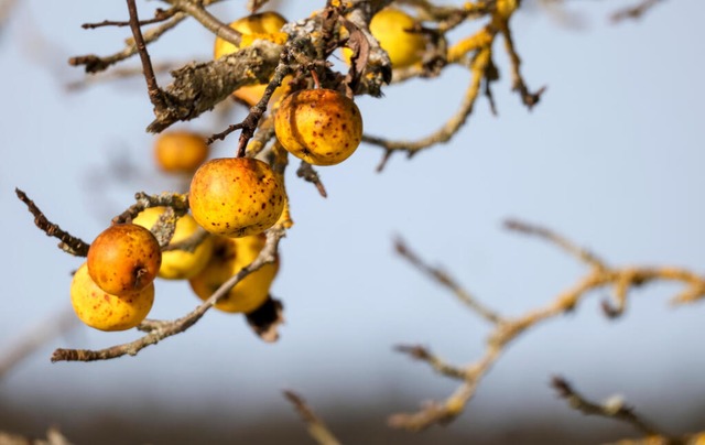 Der Wochenstart in Baden-Wrttemberg wird mild.  | Foto: Thomas Warnack (dpa)