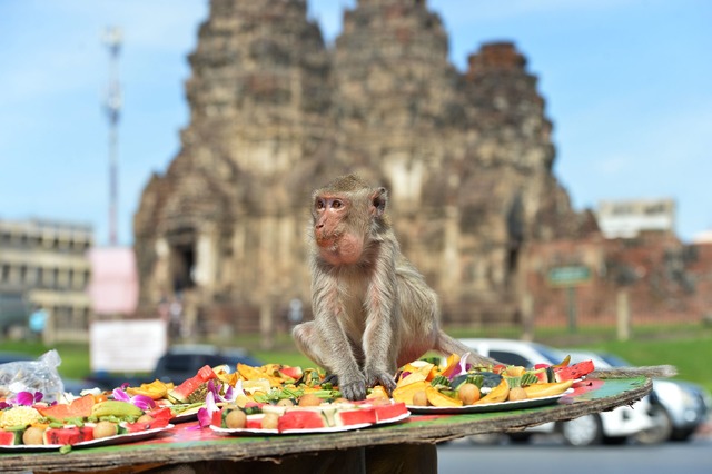 Die Affen speisen in einem alten Khmer-Tempel.  | Foto: Rachen Sageamsak/XinHua/dpa