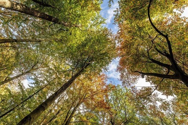 Wald in Ehrenkirchen in gutem Zustand