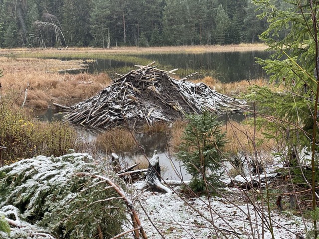 Die Biberburg am Windgfllweiher ist ganz schn gro.  | Foto: Silke Kohlmann