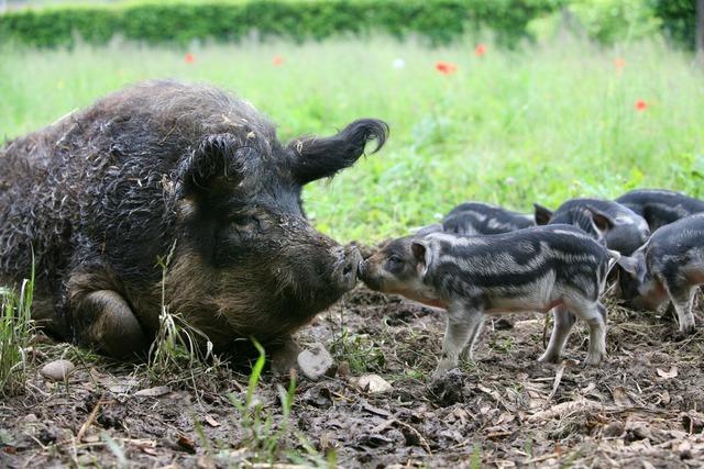 Wollschwein und Auerhahn