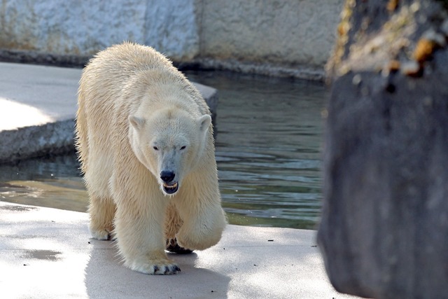 Im Zoo h&ouml;rt man immer wieder eine...mme. Was ist mit dem zweiten Jungtier?  | Foto: Timo Deible/Zoo Karlsruhe/dpa