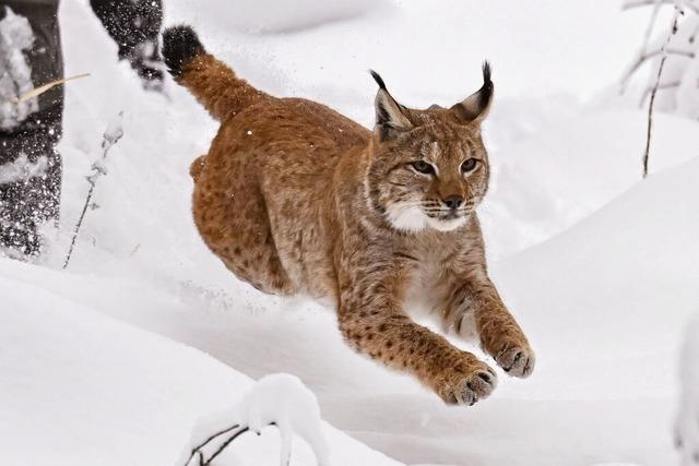 Nach dem Tod von Luchsin Finja soll's Katze Verena richten