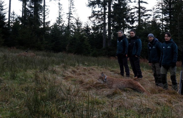 Das an einem unbekannten&nbsp;Ort im S...swilderung des Luchsweibchens "Verena"  | Foto: ---/Ministerium f&uuml;r L&auml;ndlichen Raum Baden-W&uuml;rttemberg/dpa