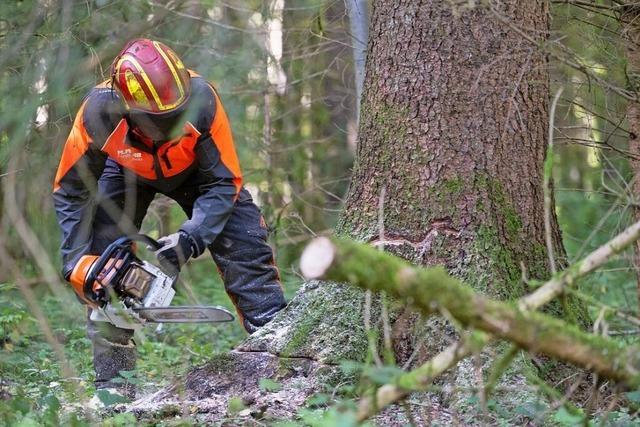 52 Bume mssen in Rheinfelden gefllt werden