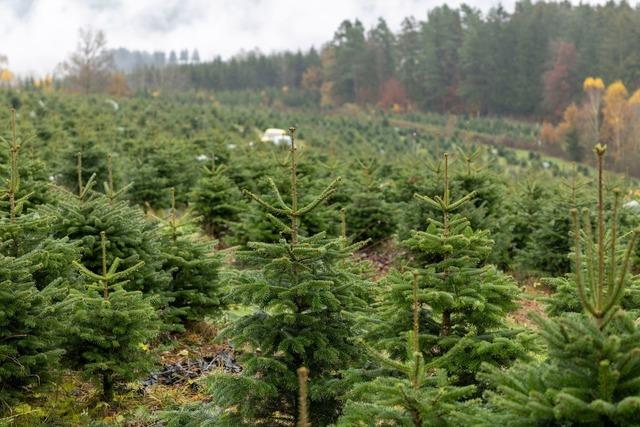 Christbäume im Wert von Hunderten Euro gestohlen