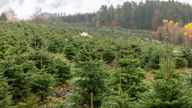 Diebe stehlen Christb&auml;ume. (Symbolbild)  | Foto: Heiko Becker/dpa