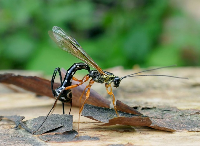 Die Schlupfwespen-Larve frisst die Holzwespen-Larve auf.  | Foto: Matej Schwarz/Senckenberg Gesellschaft f&uuml;r Naturforschung /dpa