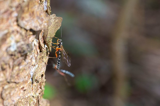 Die grazile Holzwespen-Schlupfwespe wird "Insekt des Jahres" 2025.  | Foto: Noah Meier/Senckenberg Gesellschaft f&uuml;r Naturforschung/dpa